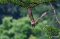 /album/galleria-fotografica/falco-pecchiaiolo-27052018-146-jpg/